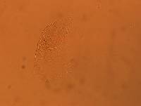 Echiniscus africanus image