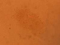 Echiniscus africanus image