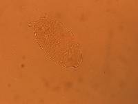 Echiniscus africanus image