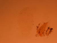 Echiniscus africanus image