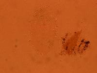 Echiniscus africanus image