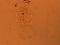 Echiniscus africanus image