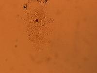 Echiniscus africanus image