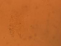 Echiniscus africanus image