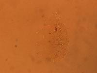 Echiniscus africanus image