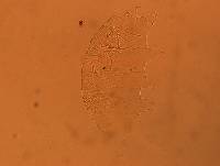 Echiniscus africanus image