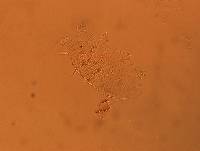 Echiniscus africanus image