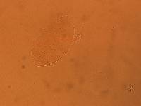 Echiniscus aliquantillus image