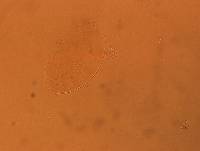 Echiniscus aliquantillus image