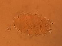 Echiniscus aliquantillus image