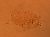 Echiniscus aliquantillus image