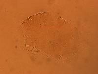 Echiniscus aliquantillus image