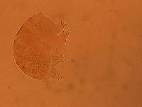 Echiniscus aliquantillus image
