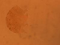 Echiniscus aliquantillus image