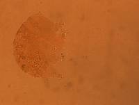 Echiniscus aliquantillus image