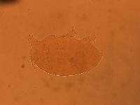 Echiniscus aliquantillus image