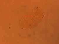Echiniscus aliquantillus image