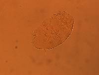 Echiniscus aliquantillus image