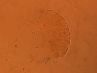 Echiniscus aliquantillus image