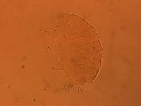 Echiniscus aliquantillus image