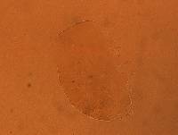 Echiniscus aliquantillus image