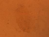 Echiniscus aliquantillus image
