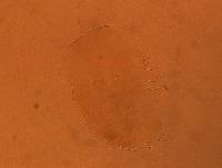 Echiniscus aliquantillus image