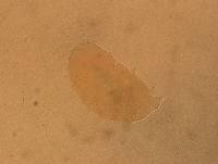 Echiniscus aliquantillus image