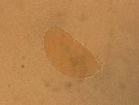 Echiniscus aliquantillus image