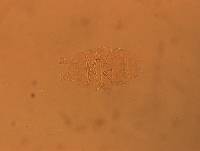 Echiniscus aliquantillus image