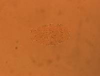 Echiniscus aliquantillus image