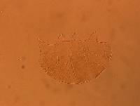 Echiniscus aliquantillus image
