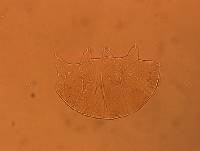 Echiniscus aliquantillus image