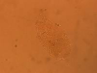Echiniscus aliquantillus image