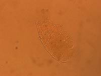 Echiniscus aliquantillus image