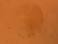 Echiniscus aliquantillus image