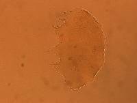 Echiniscus aliquantillus image