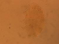 Echiniscus aliquantillus image