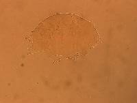 Echiniscus aliquantillus image