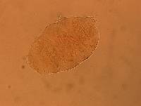 Echiniscus aliquantillus image