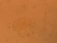 Echiniscus aliquantillus image