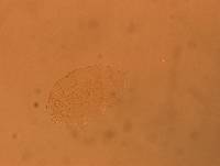 Echiniscus aliquantillus image