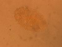 Echiniscus aliquantillus image