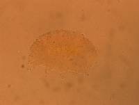 Echiniscus aliquantillus image