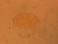 Echiniscus aliquantillus image