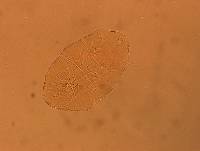 Echiniscus aliquantillus image