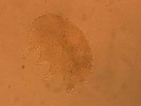 Echiniscus aliquantillus image