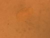 Echiniscus aliquantillus image
