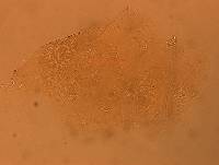 Echiniscus aliquantillus image