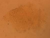 Echiniscus aliquantillus image